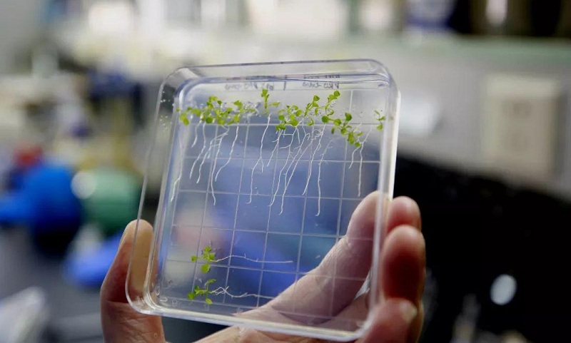 2018年9月14日在中科院植物生理生態研究所實驗室里拍攝的擬南芥，用于與天宮二號上種植的同一品種擬南芥進行對比研究。新華社記者 張建松攝