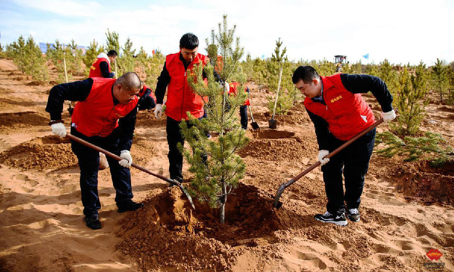 圖為種植現(xiàn)場(chǎng)。（孫丁 攝）