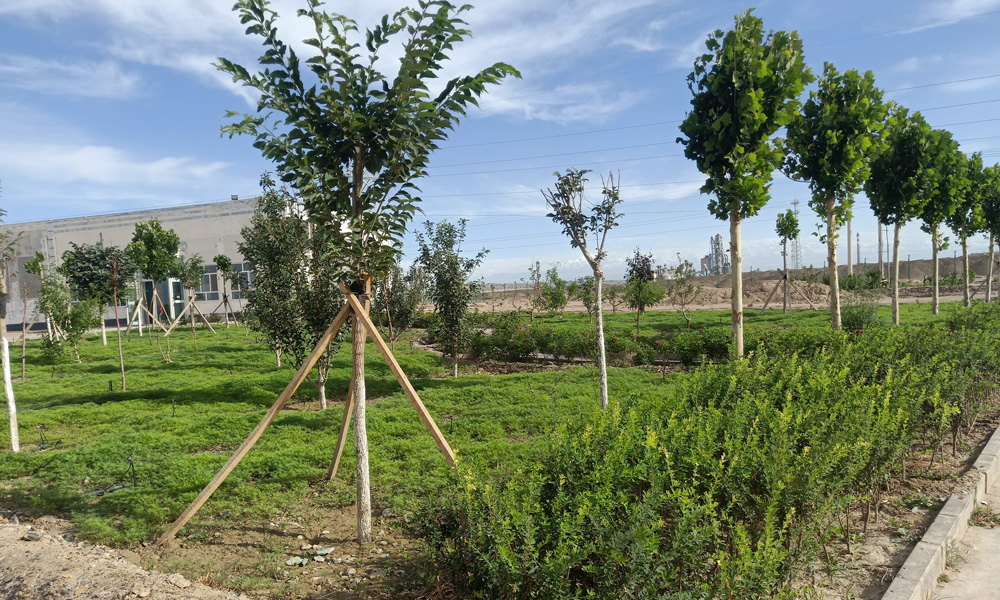 中節能太陽能新疆區阿克蘇舒奇蒙、融創光伏電站，位于世界第二大沙漠塔克拉瑪干沙漠邊緣的阿克蘇市西工業園區內。2018年開始，電站積極實施綠化工程，經過兩年多的努力，如今的電站已成為戈壁中小綠洲，成為黃沙中的一道亮眼的風景。