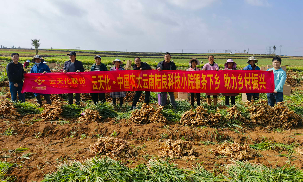 同時，云天化集團線上線下相結合，組織技術專家開展春季栽培管理線上直播活動，云天化科技小院通過開辦田間講堂、觀摩學習等方式，指導科學種植、科學用肥，幫助解決農業生產實際問題，不斷提高用戶種植水平，用實際行動服務三農，助力豐收。