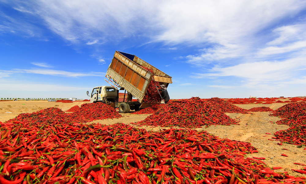 金黃的甜糯玉米、翠綠的早酥梨、火紅的辣椒、紫色的葡萄……金秋九月，從隴東高原到河西走廊，走進甘肅省農墾集團各農場，目之所及處處流動著斑斕的色彩，平疇沃野彌漫著收獲的喜悅。