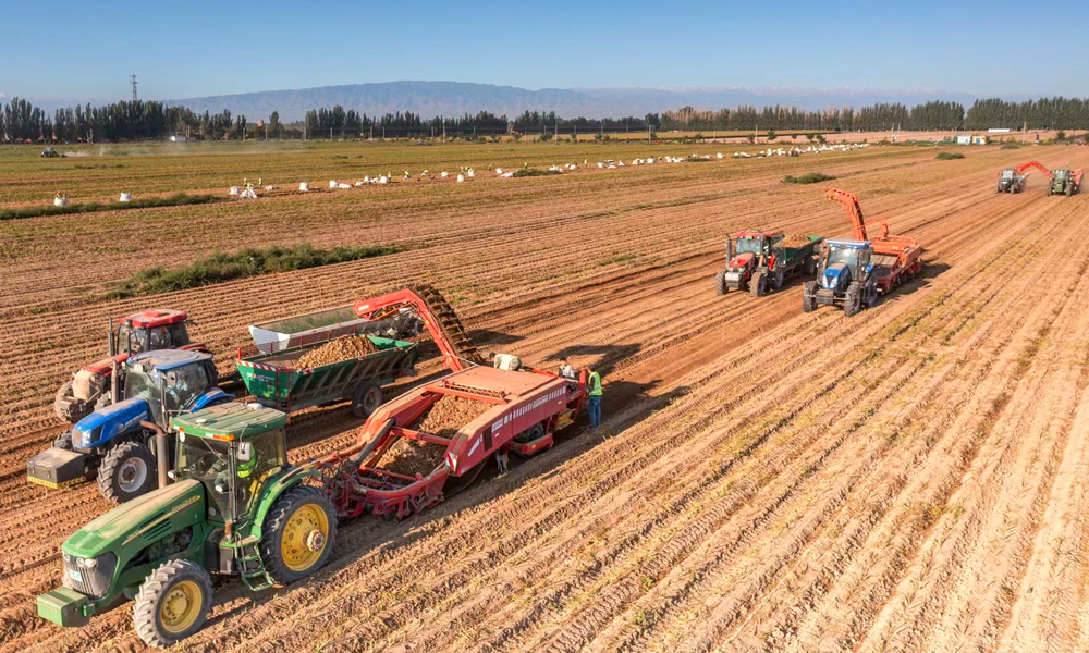 今年，甘肅省農墾集團通過大力推進大條田、大農機、大產業以及水肥一體化，加快現代農業發展步伐，筑牢國家糧食安全“壓艙石”，高質量保障全年糧食生產和重要農產品穩定有序供給，交出了優異答卷。圖為甘肅省農墾集團馬鈴薯機械化收獲現場。
