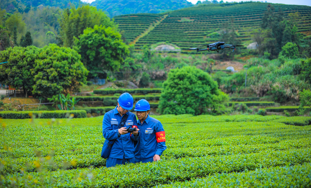 南方電網(wǎng)廣東河源紫金供電局工作人員前往各個(gè)茶園，利用無人機(jī)對(duì)供電線路設(shè)備開展巡視。