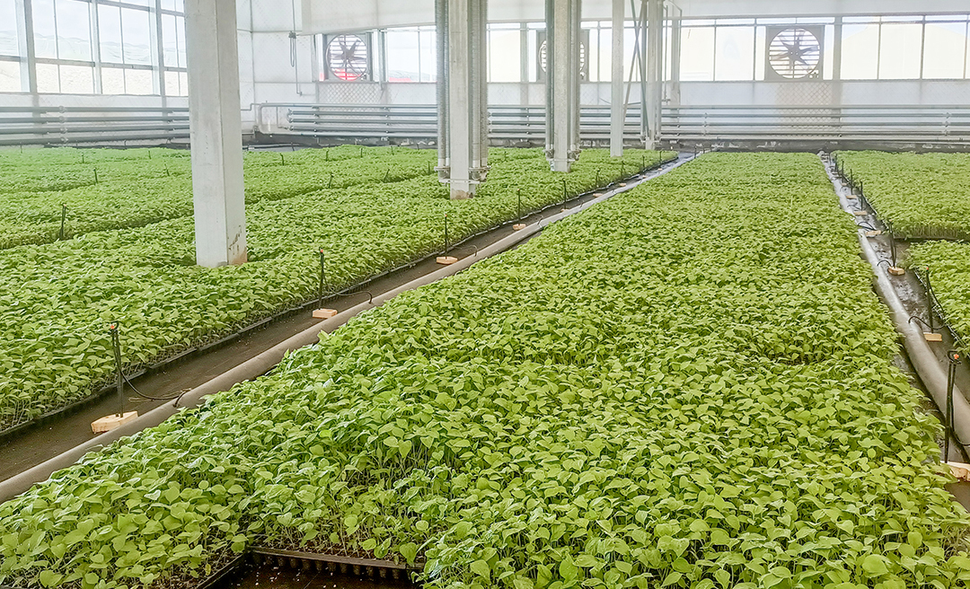 招商局集團以招商局慈善基金會為平臺，協(xié)同下屬公司中外運長航新疆公司組織團隊多次赴莎車縣調(diào)研，深入了解戈壁灘資源和生態(tài)情況，評估產(chǎn)業(yè)發(fā)展基礎(chǔ)，分析產(chǎn)業(yè)特色和優(yōu)勢。如今，這里形成集研發(fā)、育苗、種植、加工、倉儲、保鮮、配送、休閑觀光等為一體的戈壁產(chǎn)業(yè)園。圖為招商局集團幫扶新疆莎車縣戈壁產(chǎn)業(yè)園建造智能育苗溫室。