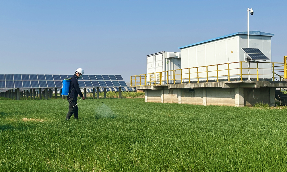 在中廣核江蘇浦南光伏電站，深藍(lán)色的光伏板陣列下，嫩綠的麥苗正舒展新葉，工作人員在給返青的小麥播撒農(nóng)藥。浦南光伏電站將光伏發(fā)電與小麥種植有機(jī)結(jié)合，不僅提高了土地的使用效率，還促進(jìn)了當(dāng)?shù)剞r(nóng)業(yè)產(chǎn)業(yè)結(jié)構(gòu)的優(yōu)化升級(jí)，為農(nóng)民增加經(jīng)濟(jì)收益。同時(shí)，光伏電站配備的氣象監(jiān)測(cè)設(shè)備可實(shí)時(shí)收集風(fēng)速、溫度、濕度等數(shù)據(jù)，對(duì)農(nóng)業(yè)生產(chǎn)中的施肥、病蟲害防治等具有參考價(jià)值，助力小麥產(chǎn)量增收。