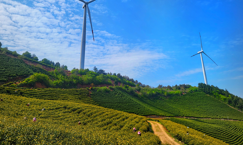 位于安徽宣城的中廣核安徽廣德白馬湖風(fēng)電項(xiàng)目的茶山上，一場(chǎng)別開生面的“綠色春耕交響曲”正在上演，數(shù)十臺(tái)白色風(fēng)機(jī)如巨人般矗立在層層茶山之間，槳葉隨風(fēng)緩緩旋轉(zhuǎn)，與腳下吐露新芽的茶樹構(gòu)成動(dòng)靜相宜的生態(tài)畫卷。茶農(nóng)們背著竹簍在風(fēng)機(jī)投下的斑駁光影間采摘明前茶，白馬湖風(fēng)電場(chǎng)的運(yùn)維人員在巡檢之余也幫助茶農(nóng)們采茶，助力茶農(nóng)創(chuàng)收。