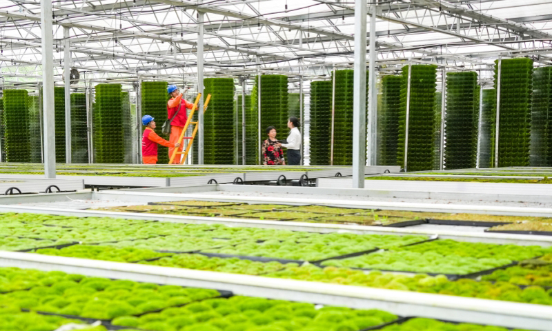 立夏一過，各地搶抓農(nóng)時，逐漸進入夏收、夏種、夏管的農(nóng)忙模式。國家電網(wǎng)有限公司堅決扛牢保供首要責(zé)任，快速響應(yīng)客戶訴求，大力強化主動運維，全力保障農(nóng)業(yè)生產(chǎn)用電無憂。各單位做好涉農(nóng)報裝接電服務(wù)、加強農(nóng)網(wǎng)線路巡檢維護、推進配電臺區(qū)智能化升級，為促進全年糧食豐產(chǎn)、農(nóng)業(yè)提質(zhì)增效做好電力支撐。圖為國家電網(wǎng)浙江麗水供電公司工作人員在智能化苔蘚育苗基地開展電力巡檢。